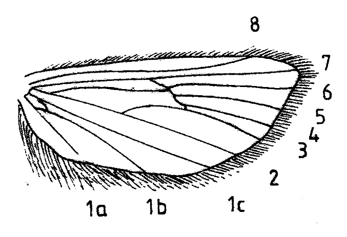 Achtervleugel met aderstelsel en franje van Orthotelia sparganella (Glyphipterigidae).